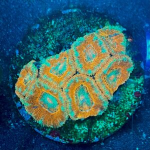 Micromussa lordhowensis WYSIWYG-D14 | Marin Life