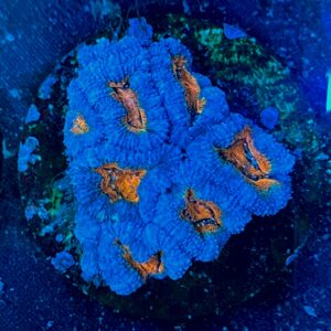 Micromussa lordhowensis WYSIWYG-D15 | Marin Life (Copia)