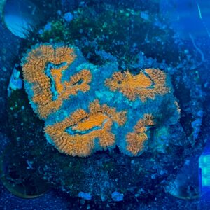 Micromussa lordhowensis WYSIWYG-E12 | Marin Life