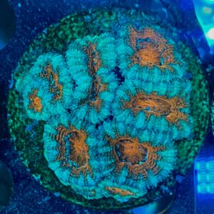 Micromussa lordhowensis WYSIWYG-E14 | Marin Life