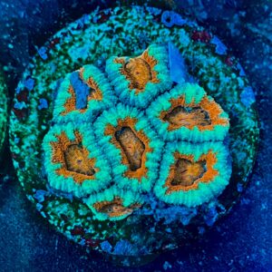 Micromussa lordhowensis WYSIWYG-E15 | Marin Life