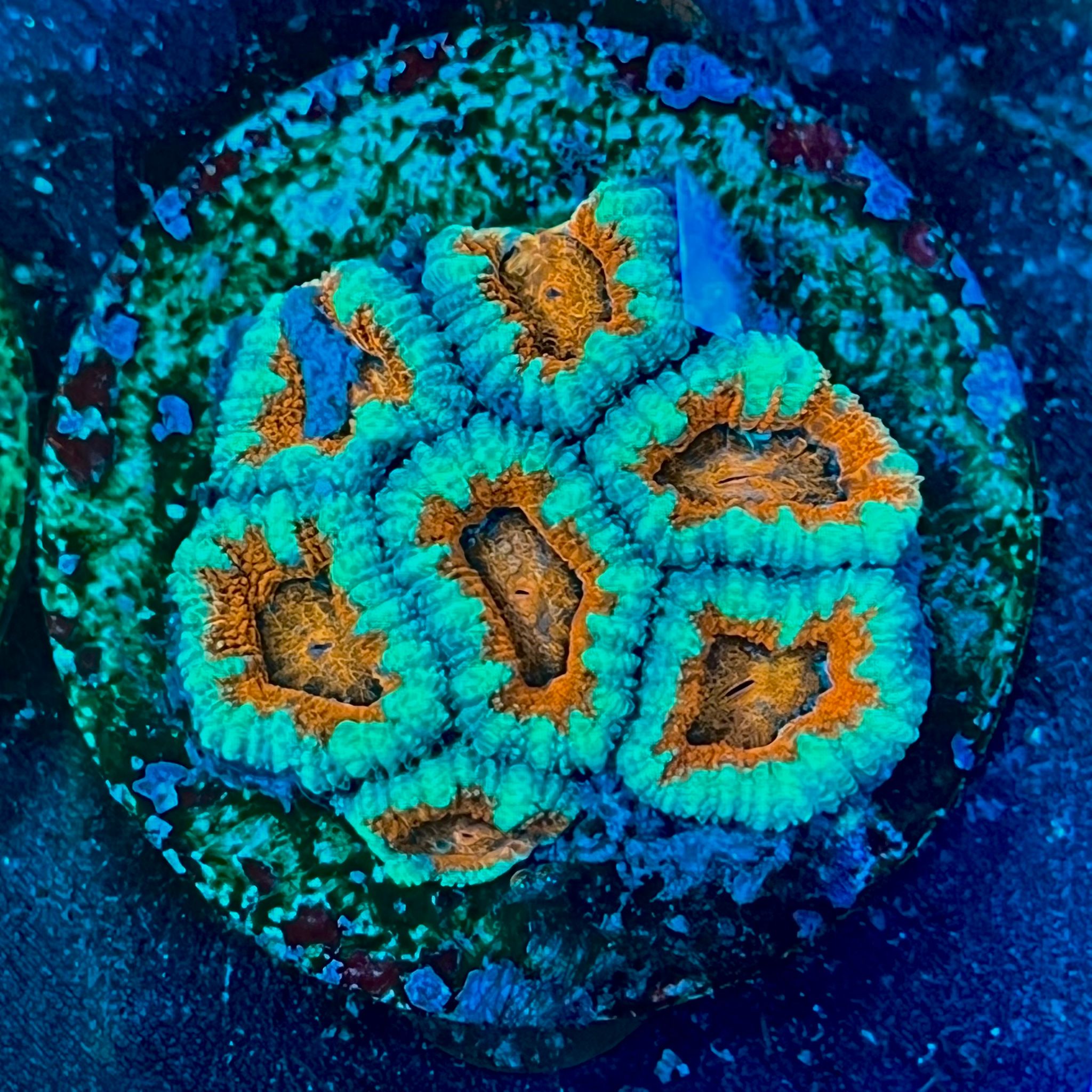 Micromussa lordhowensis WYSIWYG-E15 | Marin Life