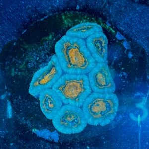 Micromussa lordhowensis WYSIWYG-F12 | Marin Life