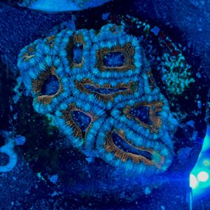 Micromussa lordhowensis WYSIWYG-F14 | Marin Life