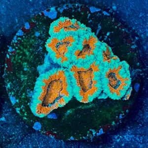 Micromussa lordhowensis WYSIWYG-F15 | Marin Life