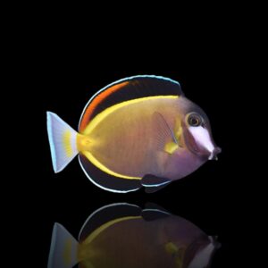 Acanthurus japonicus – Pesce chirurgo polvere | Marin Life