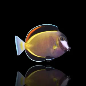 Acanthurus japonicus – Pesce chirurgo polvere | Marin Life
