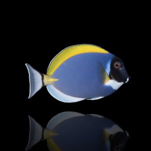 Acanthurus leucosternon – Pesce chirurgo gola bianca | Marin Life