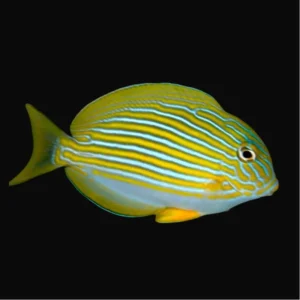 Acanthurus lineatus – Pesce chirurgo lineatus | Marin Life