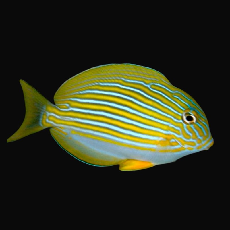 Acanthurus lineatus S – Pesce chirurgo lineatus | Marin Life