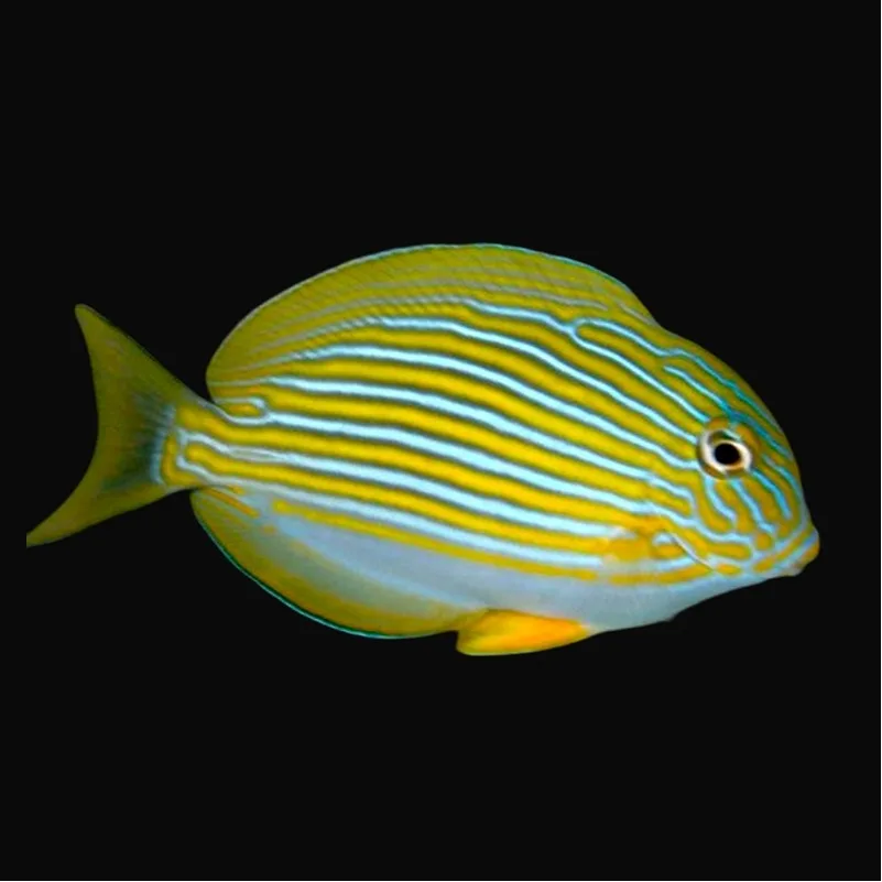 Acanthurus lineatus – Pesce chirurgo lineatus | Marin Life