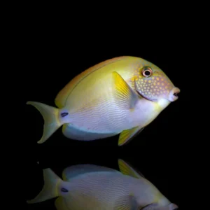 Acanthurus maculiceps – Pesce chirurgo maculiceps | Marin Life