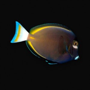 Acanthurus nigricans S – Pesce chirurgo guancia bianca | Marin Life