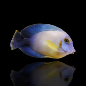 Acanthurus pyroferus M – Pesce chirurgo cioccolato | Marin Life