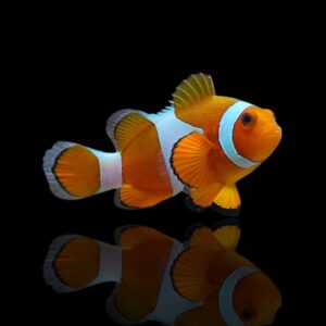 Amphiprion ocellaris S – Pesce pagliaccio comune | Marin Life