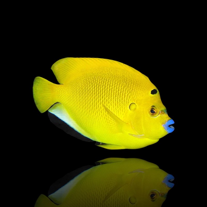 Apolemichthys trimaculatus – Pesce angelo tre macchie | Marin Life