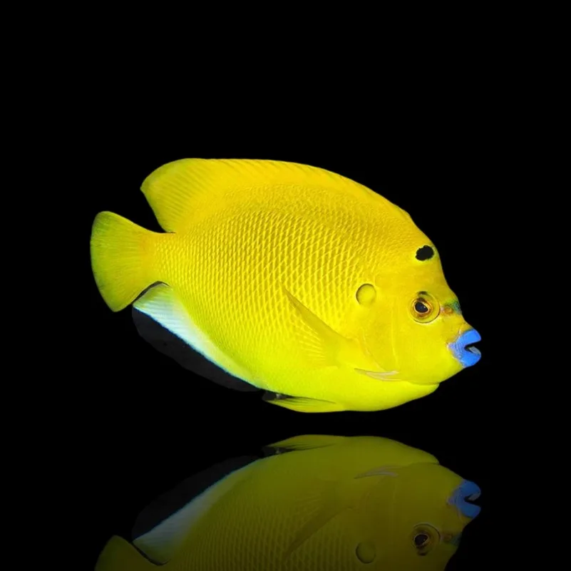 Apolemichthys trimaculatus – Pesce angelo tre macchie | Marin Life