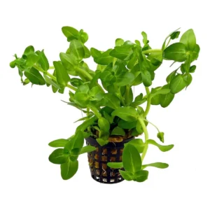 Aquaflora Bacopa caroliniana – Pianta acquario