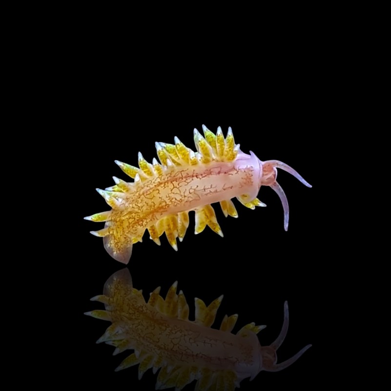 Berghia Verrucicornis – Nudibranco mangia Aiptasia per acquario reef | Marin Life