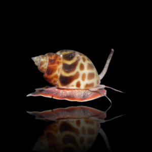 Buccinulum Corneum Babylonia – Lumaca per acquario marino | Marin Life