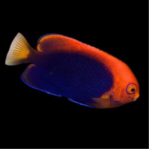 Centropyge acanthops – Pesce angelo africano | Marin Life