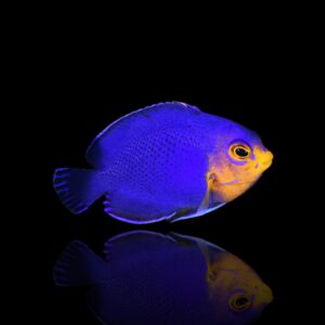 Centropyge argi – Pesce angelo cherubino | Marin Life