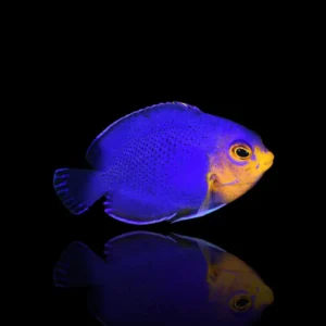 Centropyge argi – Pesce angelo cherubino | Marin Life