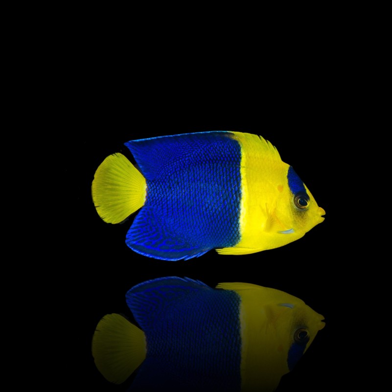 Centropyge bicolor – Pesce angelo bicolore | Marin Life