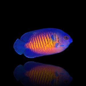 Centropyge bispinosa – Pesce angelo corallo | Marin Life