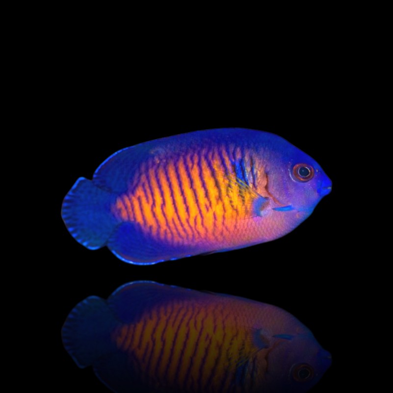 Centropyge bispinosa – Pesce angelo corallo | Marin Life