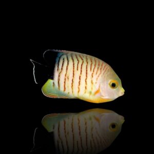 Centropyge eibli – Pesce angelo di Eibl | Marin Life