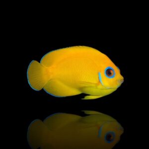 Centropyge flavissima – Pesce angelo limone | Marin Life