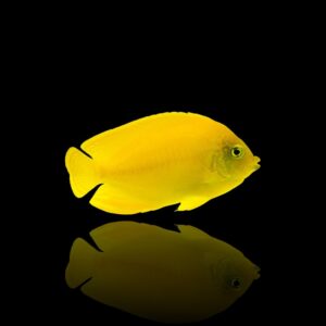 Centropyge heraldi – Pesce angelo giallo | Marin Life