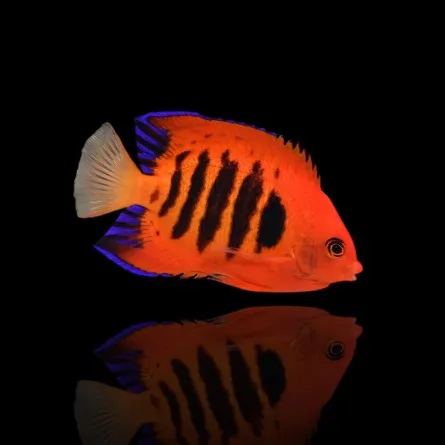 Centropyge loriculus – Pesce angelo fiamma | Marin Life