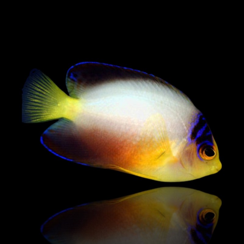 Centropyge multicolor – Pesce angelo multicolore | Marin Life