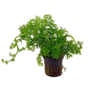 Aquaflora Ceratopteris thalictroides – Pianta acquario