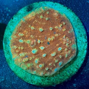 Echinophyllia Chalice WYSIWYG-1 | Marin Life