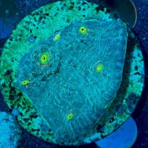 Echinophyllia Chalice WYSIWYG-2 | Marin Life