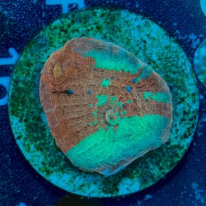 Echinophyllia Chalice WYSIWYG-3 | Marin Life