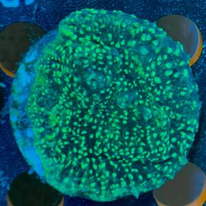 Echinophyllia Chalice WYSIWYG-4 | Marin Life