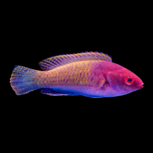 Cirrhilabrus cyanopleura – Labride fata blu | Marin Life