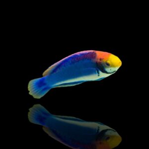 Cirrhilabrus solorensis – Labride fata rosso | Marin Life