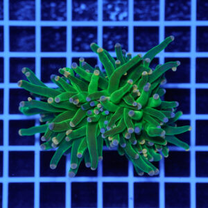 Euphyllia glabrescens Cotton Candy 2 Calici WYSIWYG – Corallo LPS