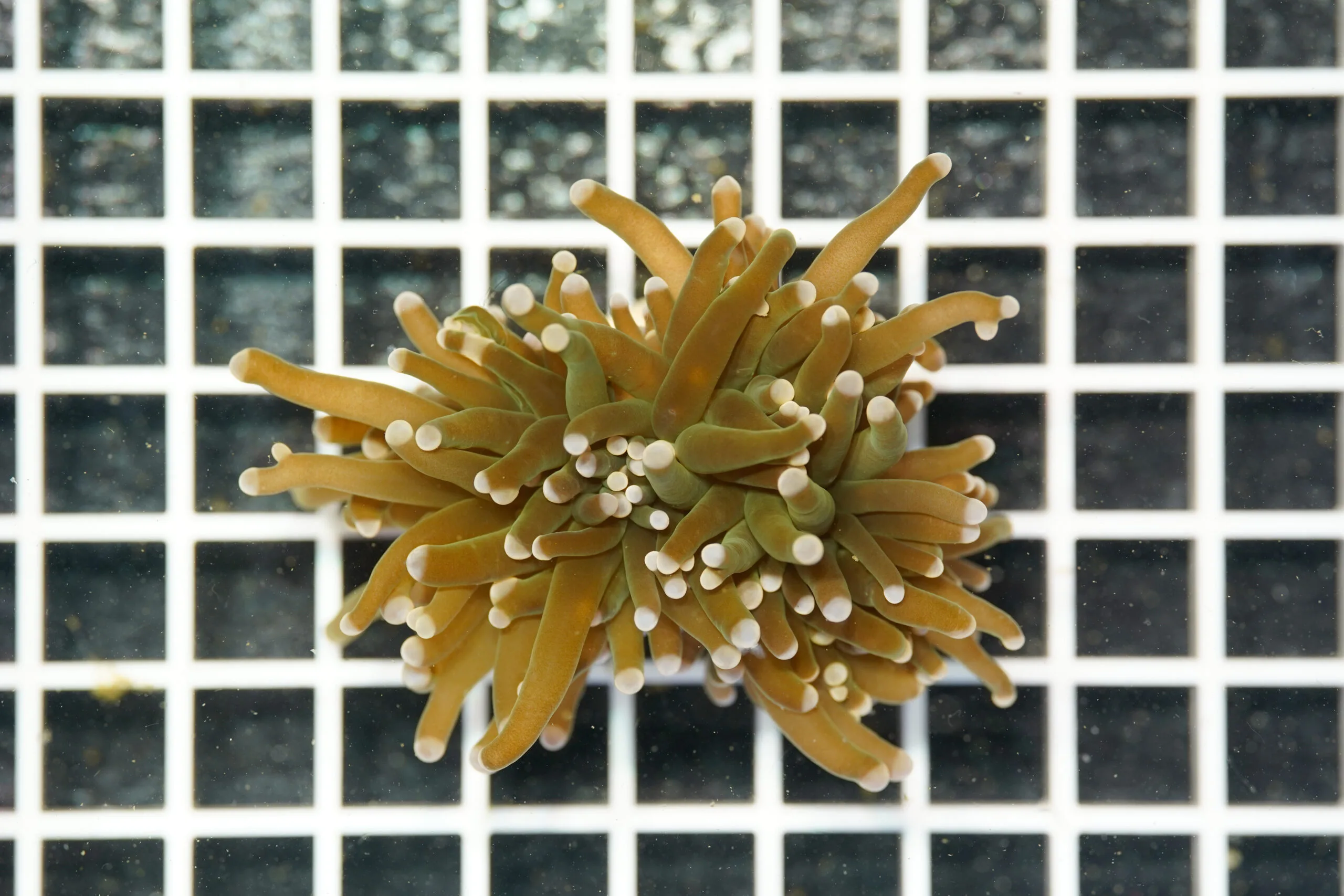 Euphyllia glabrescens Cotton Candy 2 Calici WYSIWYG – Corallo LPS - immagine 2