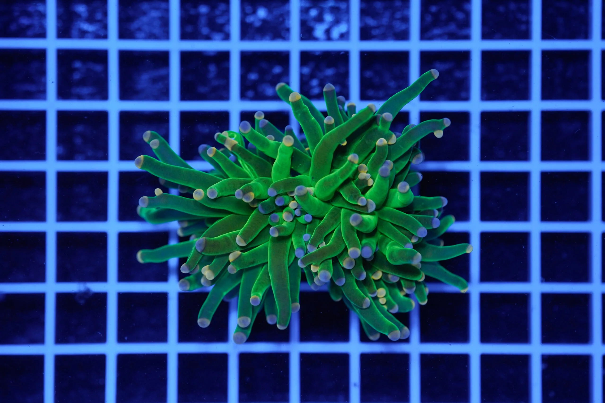 Euphyllia glabrescens Cotton Candy 2 Calici WYSIWYG – Corallo LPS