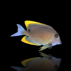 Ctenochaetus tominiensis S – Pesce chirurgo Tomini | Marin Life