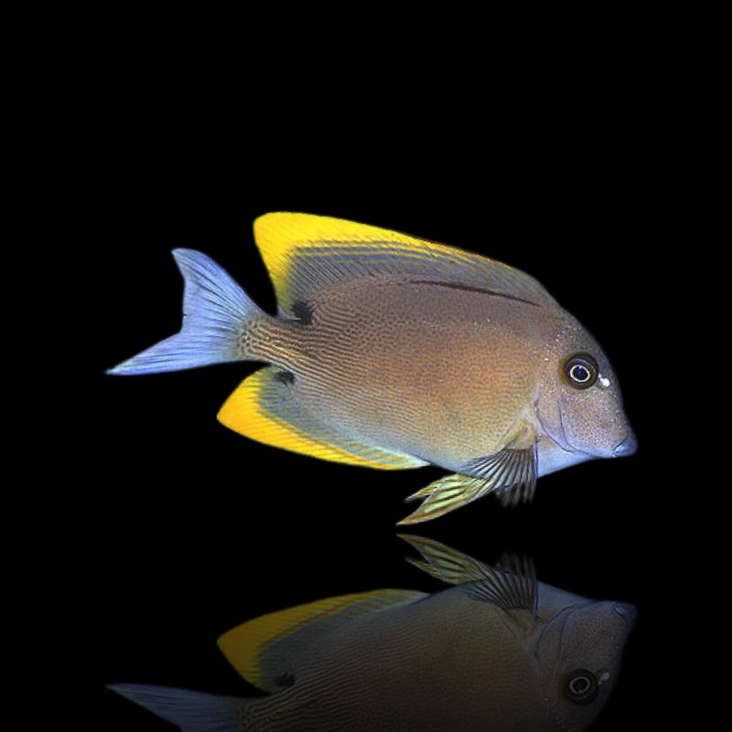 Ctenochaetus tominiensis S – Pesce chirurgo Tomini | Marin Life