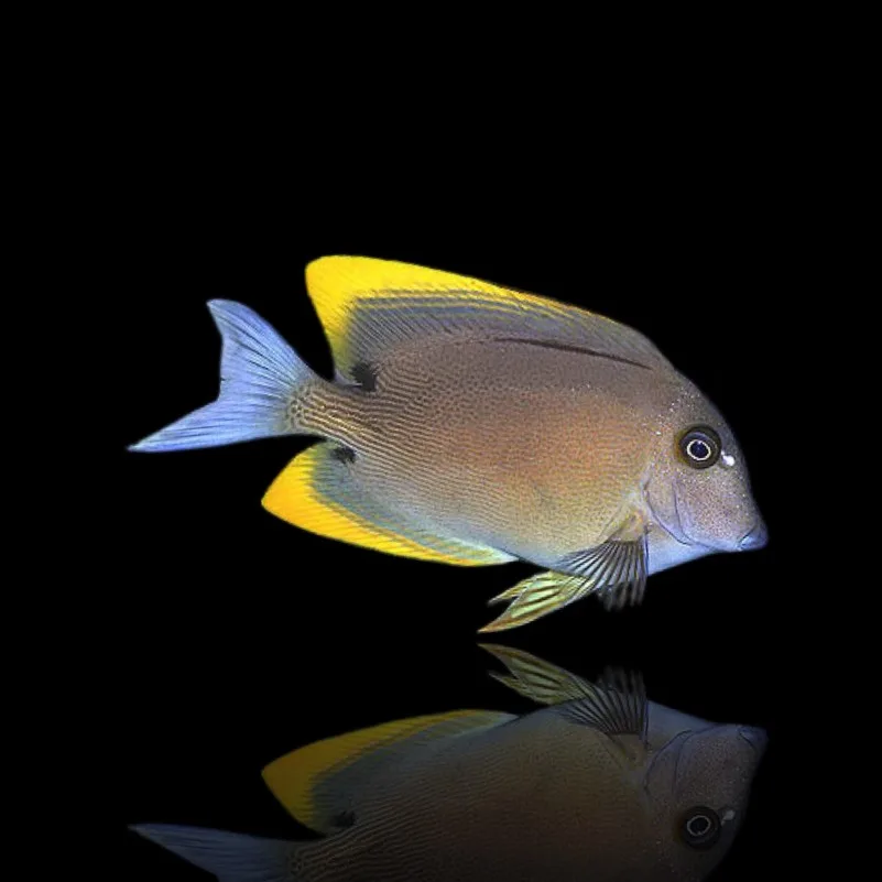 Ctenochaetus tominiensis S – Pesce chirurgo Tomini | Marin Life