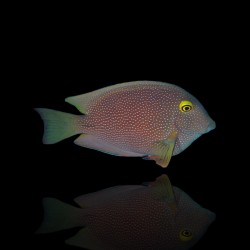 Ctenochaetus truncatus S – Pesce chirurgo spazzino | Marin Life