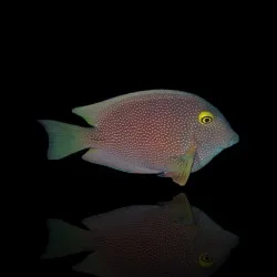 Ctenochaetus truncatus – Pesce chirurgo spazzino | Marin Life